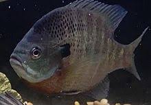 Bluegill Wikipedia
