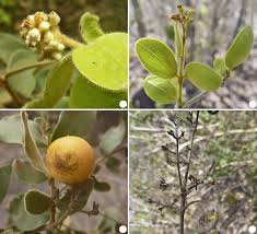 Image result for Strychnos