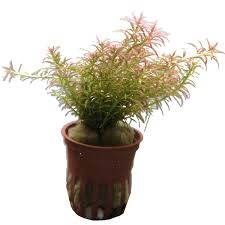 Image result for Rotala mexicana
