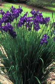 Some growers will dramatically drop the humidity of the grow room during the last few weeks of flowering using a dehumidifier. Perennials Tolerant Of Moist To Wet Soil Beyond Impatiens And Petunias U Of I Extension