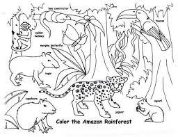 Select from 35919 printable crafts of cartoons, nature, animals, bible and many more. Pin By Joy Cools On Brazil Amazon Rainforest Animals Rainforest Coloring Pages Rainforest Animals