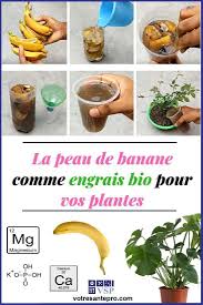 La Peau De Banane Comme Engrais Bio Pour Vos Plantes La Sante Naturellement Banana Plants Fruit Garden Dish Garden