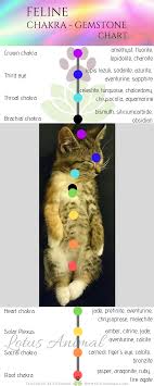 The Basic Chakras Of Our Feline Familiars With The