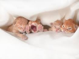 (ok, das war sogar eher ein versehen) katzen. Katzenbabys Aufziehen Die Ersten Wochen Markt De