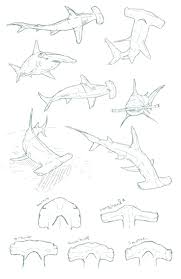 H Ttp Local Sunnyvolcano Com Shark Shark Art Shark Drawing Shark Illustration