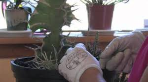 Large desert cacti, such as prickly pear (opuntia spp.), hardy in u.s. Flower Plant Garden Care How To Fix A Broken Cactus Youtube