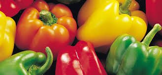 Image result for Capsicum