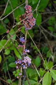 Image result for Memecylon myrianthum