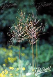 Image result for Chrysopogon