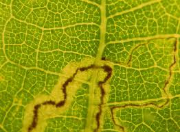 Image result for Stigmella roborella