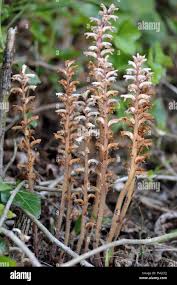 Image result for Orobanchaceae