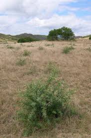 Image result for Embelia nilotica