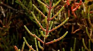 Image result for Halosarcia