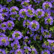 Image result for Scaevola