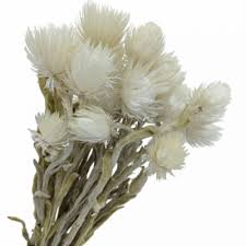 Some flowers are graded and sleeved by the growers and sold at wholesale flower markets; All Inseason Home