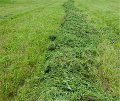 How high should you cut the grass when you mow? Avoid These 10 Lawn Mowing Mistakes For A Healthy Lawn