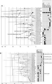 Image result for Psychotria eminiana