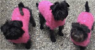 On Wednesdays we wear pink!"