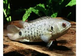 Selain benih ikan puyu hibrid, saya turut membekalkan benih ikan ubi, sepat, belut dan akan datang adalah ikan emas pada harga borong. Ternakan Ikan Puyu Felda Sungai Tengi Selatan