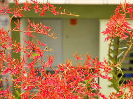 Kết quả hình ảnh cho cách trồng hoa lan phượng vỹ