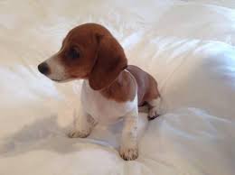 I am a small hobby breeder, located in central wisconsin and have been involved with raising dogs most all of my life, starting as a child, when my mom raised pomeranians and my dad raised the occasional litter of beagles. Dachshund Mix Puppies Forsale Wisconsin