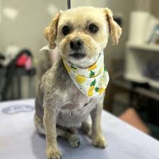 THE BEST 10 PET SERVICES near PARTLOW, VA 22534 - Updated 2025 - Hours -  Yelp