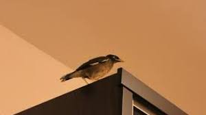 We did not find results for: 7 Pertanda Burung Masuk Rumah Berdasarkan Jenis Burungnya Cintalia Com