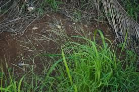 Image result for Digitaria complanata