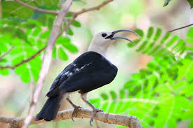 Image result for Sphedamnocarpus angolensis