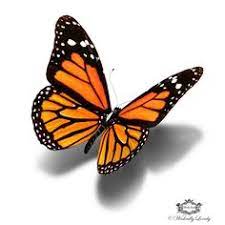 Download 50 Butterfly Line Drawings Ideas Butterfly Tattoo Butterfly Butterfly Tattoo Designs