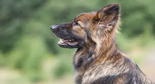 Full registration a.k.c.german shepherd puppy breeder. Sable German Shepherd All The Facts About This Classic Coat Color