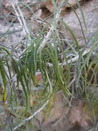 Image result for Macledium sessiliflorum