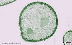 Plant cell transmission electron microscope images. New State Of Art Microscope Helps Medical Research News The University Of Aberdeen