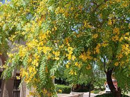 Although it is in the bean or legume family, fabaceae, its seeds look like maple keys. Pride Of Bolivia Tipuana Perth Wa Online Garden Centre