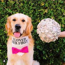 Our I Loved Her First Dog Wedding Bandanas Are A Fun Touch For The Big Day Pic Chanel The Golden Who Is Ki Dog Wedding Dog Wedding Bandana Wedding Bandanas