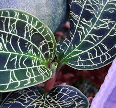 Macodes petola jewel orchid care. A Complete Care Guide For Macodes Petola