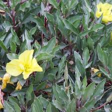 Image result for Ormocarpum zambesianum