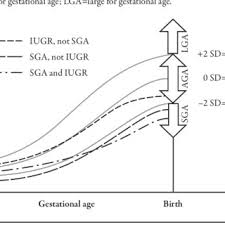 prenatal growth chart demonstrating development of