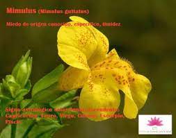 Cts Centro De Terapias Para La Salud Flores De Bach Y Astrologia Mimulus Terapia Fobias Astrologia