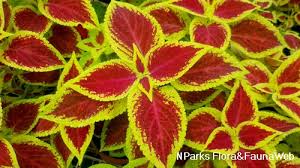 Image result for Coleus defoliatus