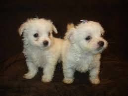 These mixed breed dogs are often given specific names, but keep in mind that they are not a separate dog breed. Chihuahua And Maltese Mix Petsidi