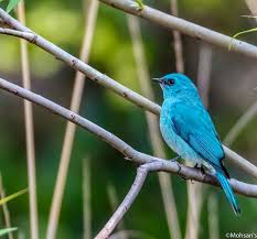 By Mohsan Raza Ali Verditer Flycatcher Shahdra Islamabad March 2018 Pet Birds Colorful Birds Beautiful Birds