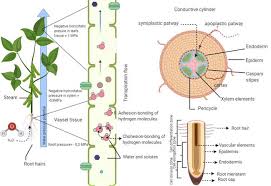 Osmosis and semipermeable membranes while diffusion transports materials across membranes and within cells, osmosis transports only water. Water Plant And Soil Relation Under Stress Situations Intechopen
