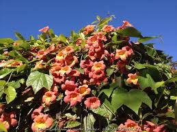 Image result for Bignonia capreolata