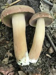 Image result for Sutorius eximius