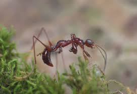 Image result for Gonatopus