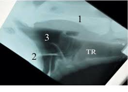 Cervical vertebraein this anatomy video we will talk about the anatomical features of the cervical vertebrae no. Figure 6 From Surgery Of The Dulaa In The Camel Camelus Dromedarius Semantic Scholar