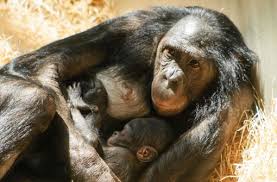 Baby bonobo si̇zler i̇çi̇n seçti̇ editörlerimiz tarafından seçilen en uygun fiyatlı en özel ürünler. Www Stuttgarter Nachrichten De Media Media F9b2