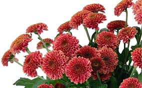 Santini – TOM FLOWERS