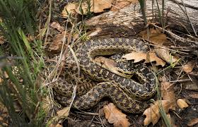 Active in the daytime, and at night in hot weather, and especially at dusk and dawn. Calphotos Pituophis Catenifer Annectens San Diego Gopher Snake